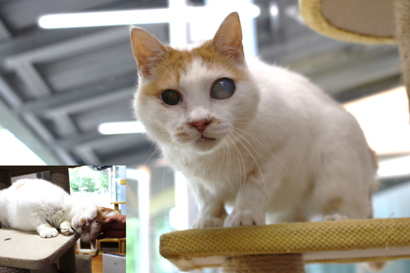 京都動物愛護センター 動物 猫
