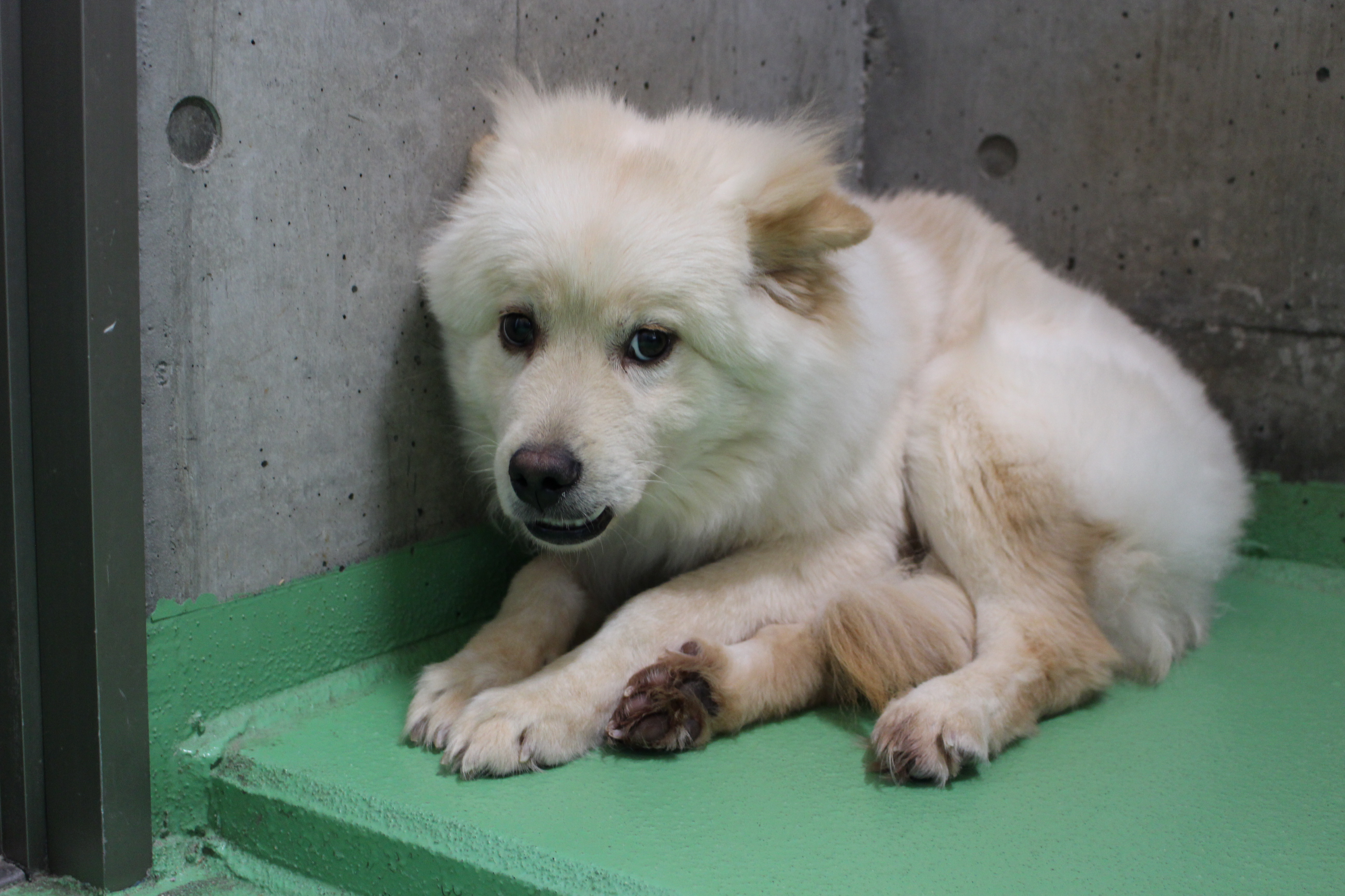 京都動物愛護センター 動物 犬