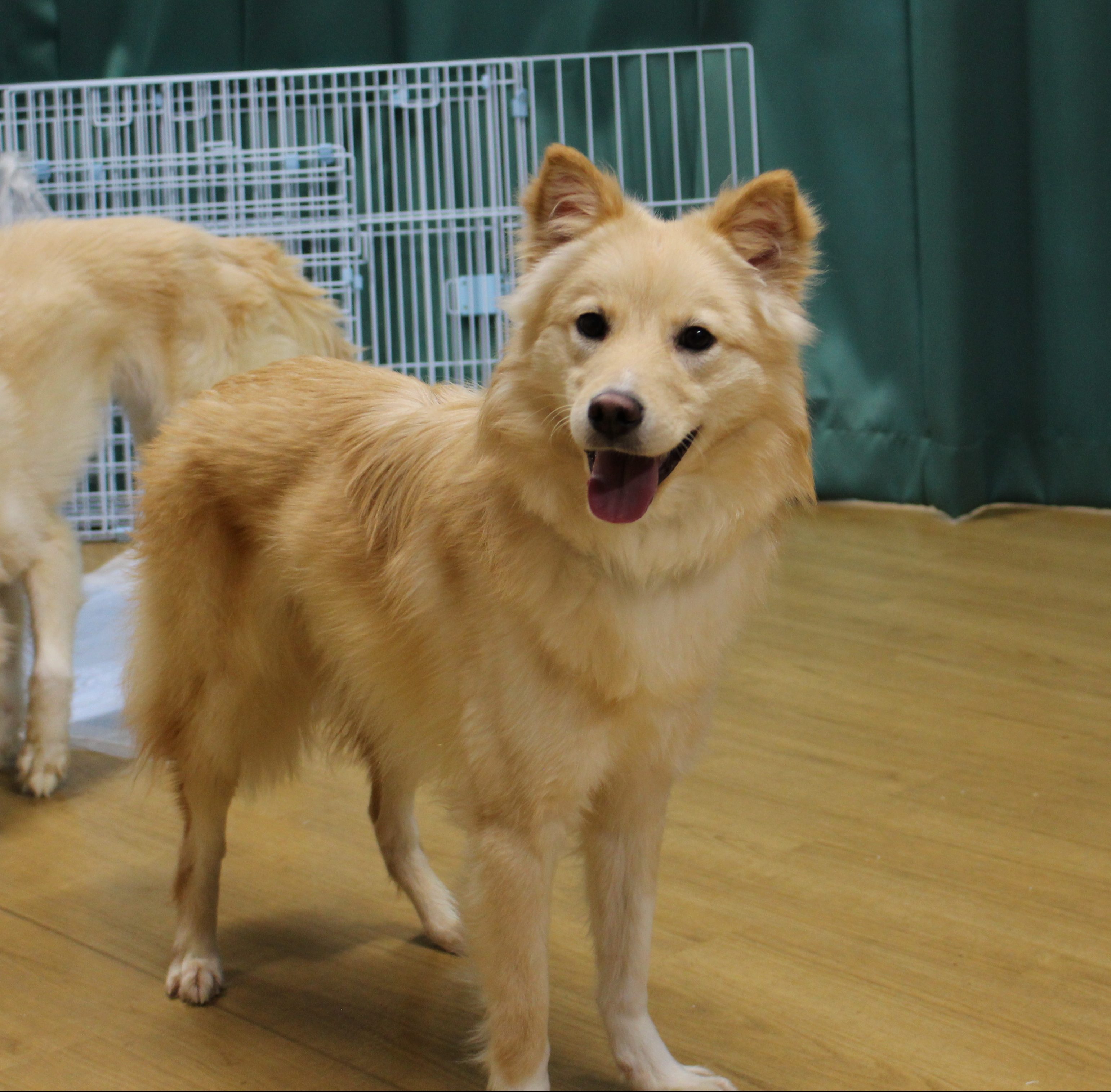 京都動物愛護センター 動物 犬