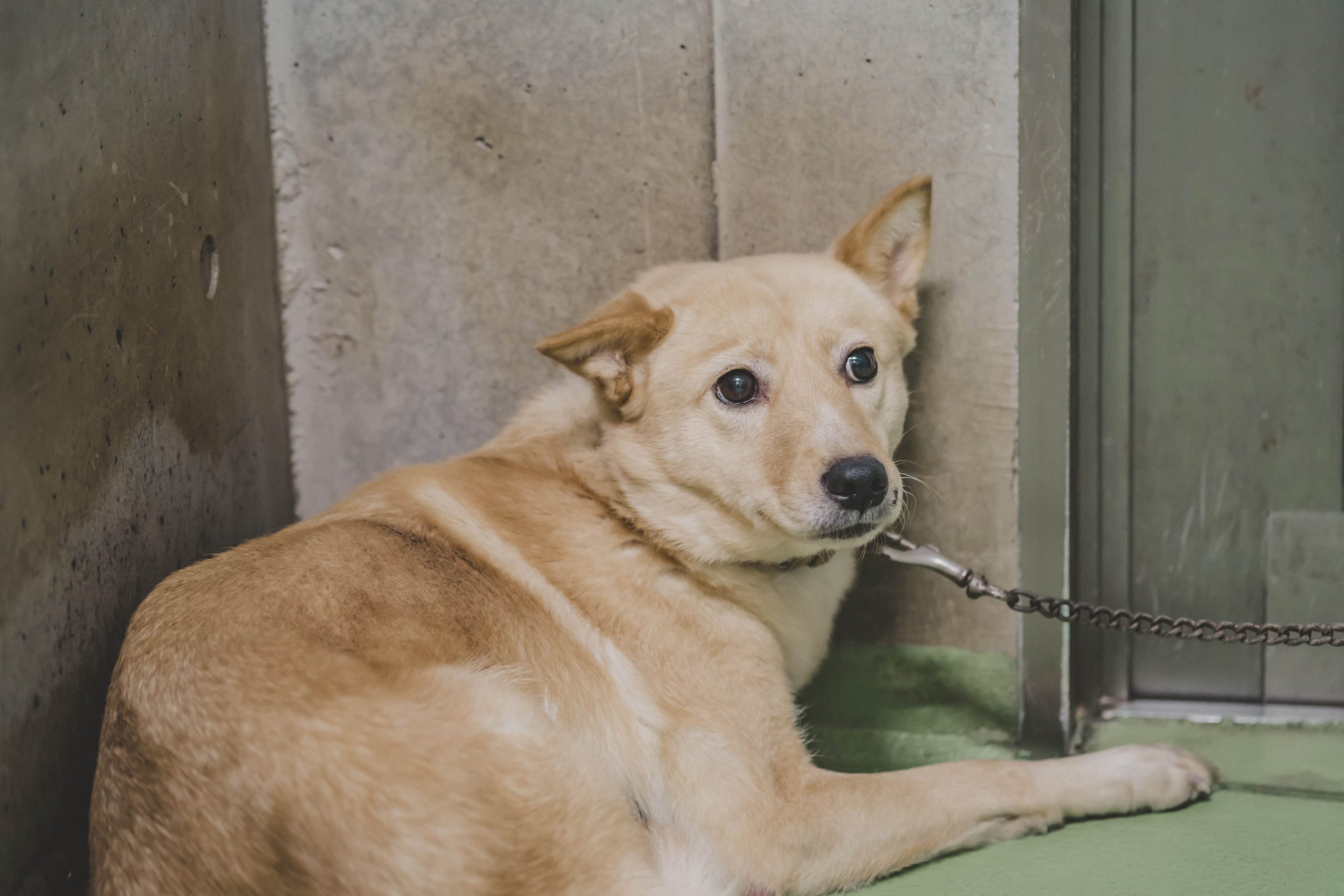 京都動物愛護センター 動物 犬