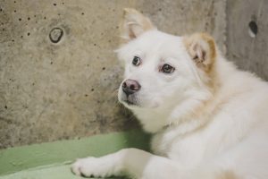 センター名：イト（新しい飼い主さんが決まりました！）