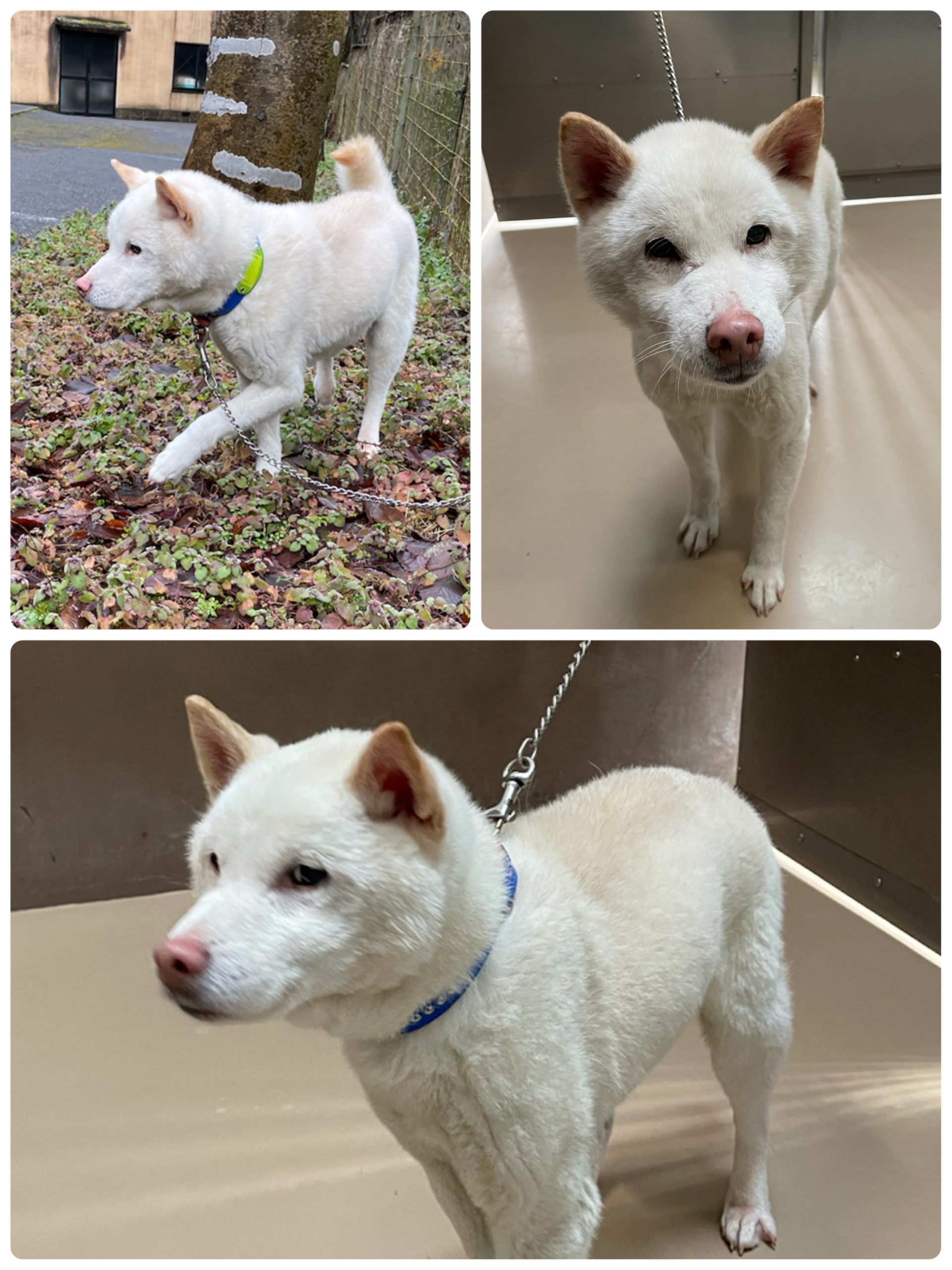 京都動物愛護センター 動物 犬 京都動物愛護センター 動物 犬