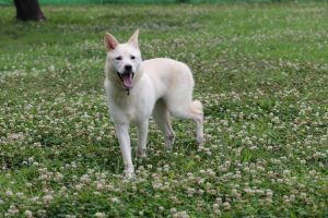 センター名：さくら（新しい飼い主さんが決まりました！）