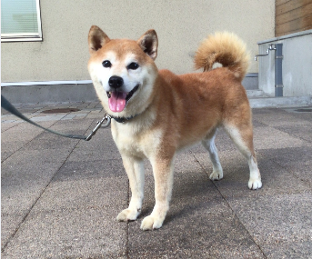 京都動物愛護センター | 動物 | 犬