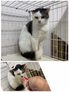 センター名：まるる(支所で飼育管理中)