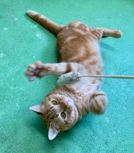 みかん