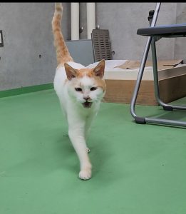 よりちゃん