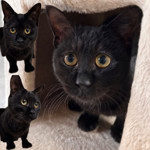 センター名：あっちゃん（新しい飼主さんが見つかりました）