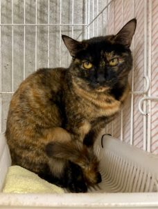 センター名：もみじ