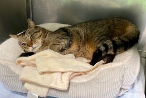 センター名：さんた