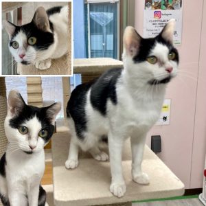 センター名：フィリップ（新しい飼い主が見つかりました）