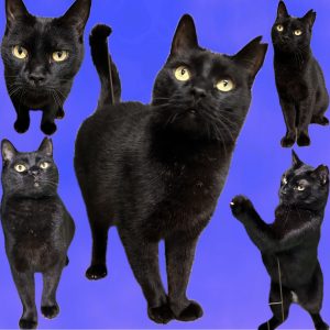 センター名：てん