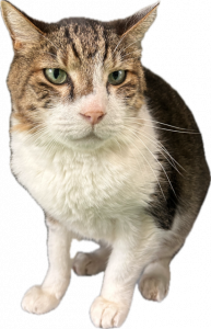 おでん