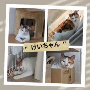 センター名：けい