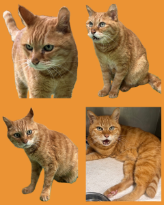 おにぎり